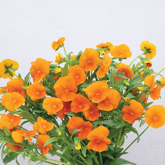 Viola Blooms - Orange Sorbet