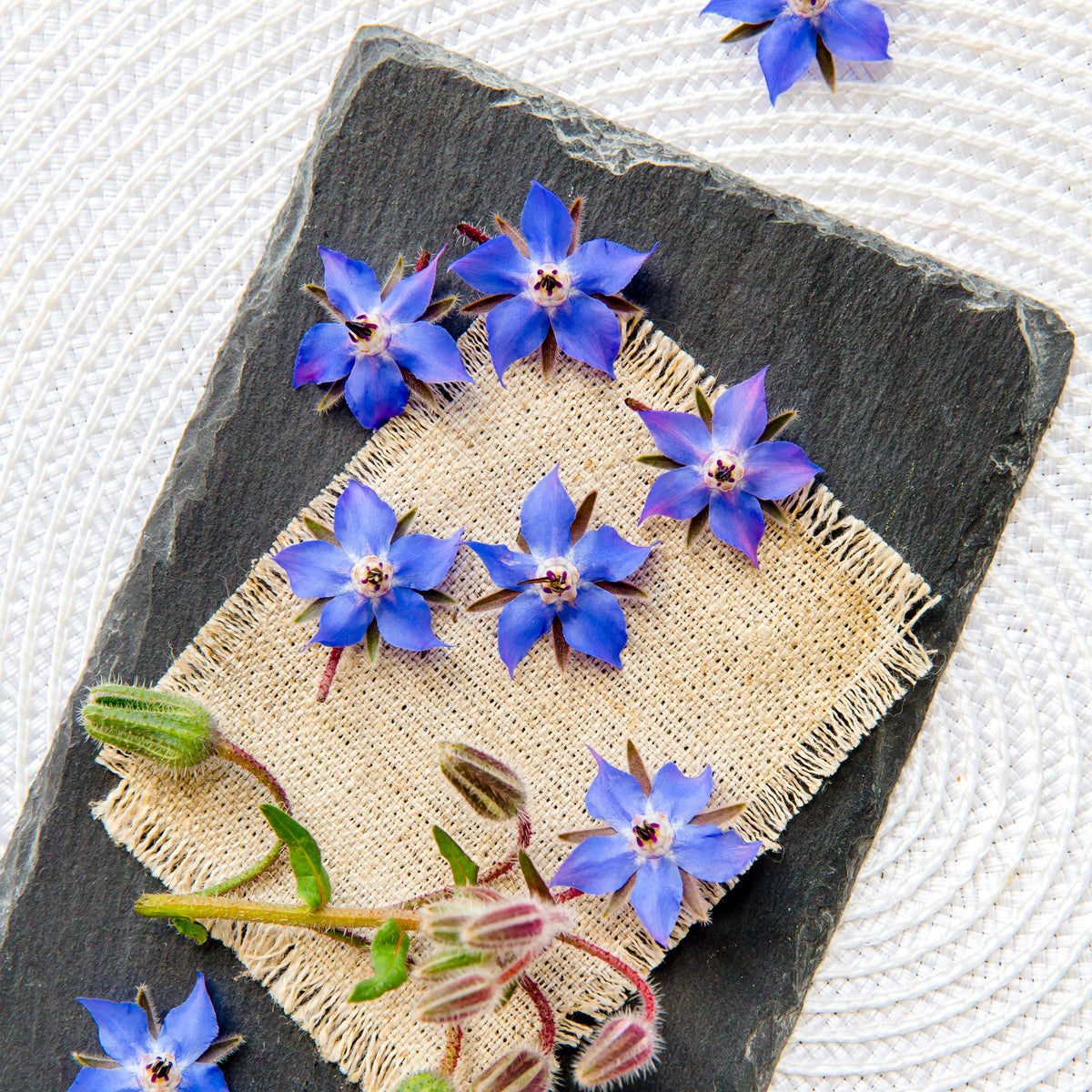 Borage Blooms