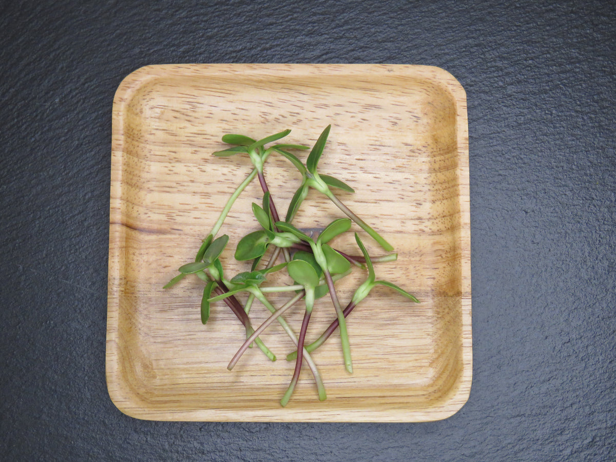 Chef-Ready Micro Sunflower