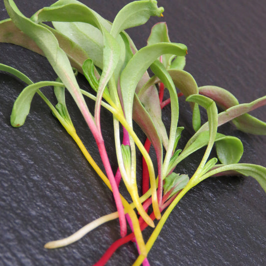 Rainbow Swiss Chard