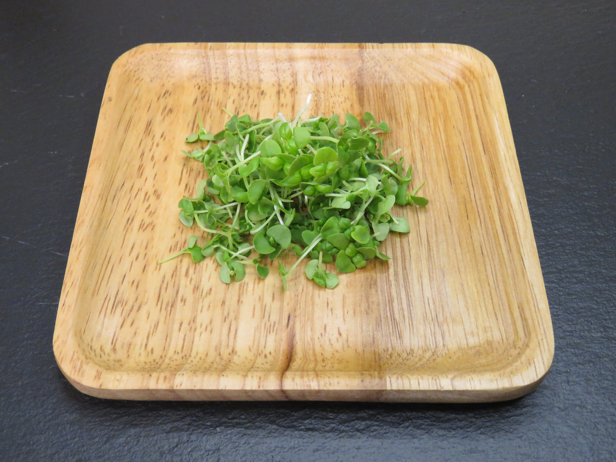 Basil, Genovese
