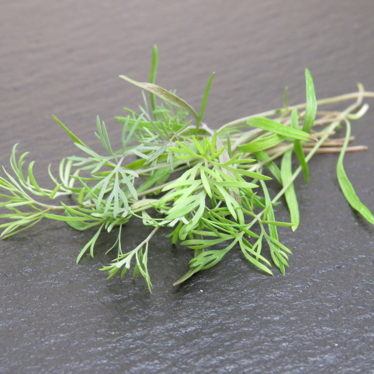 Dill