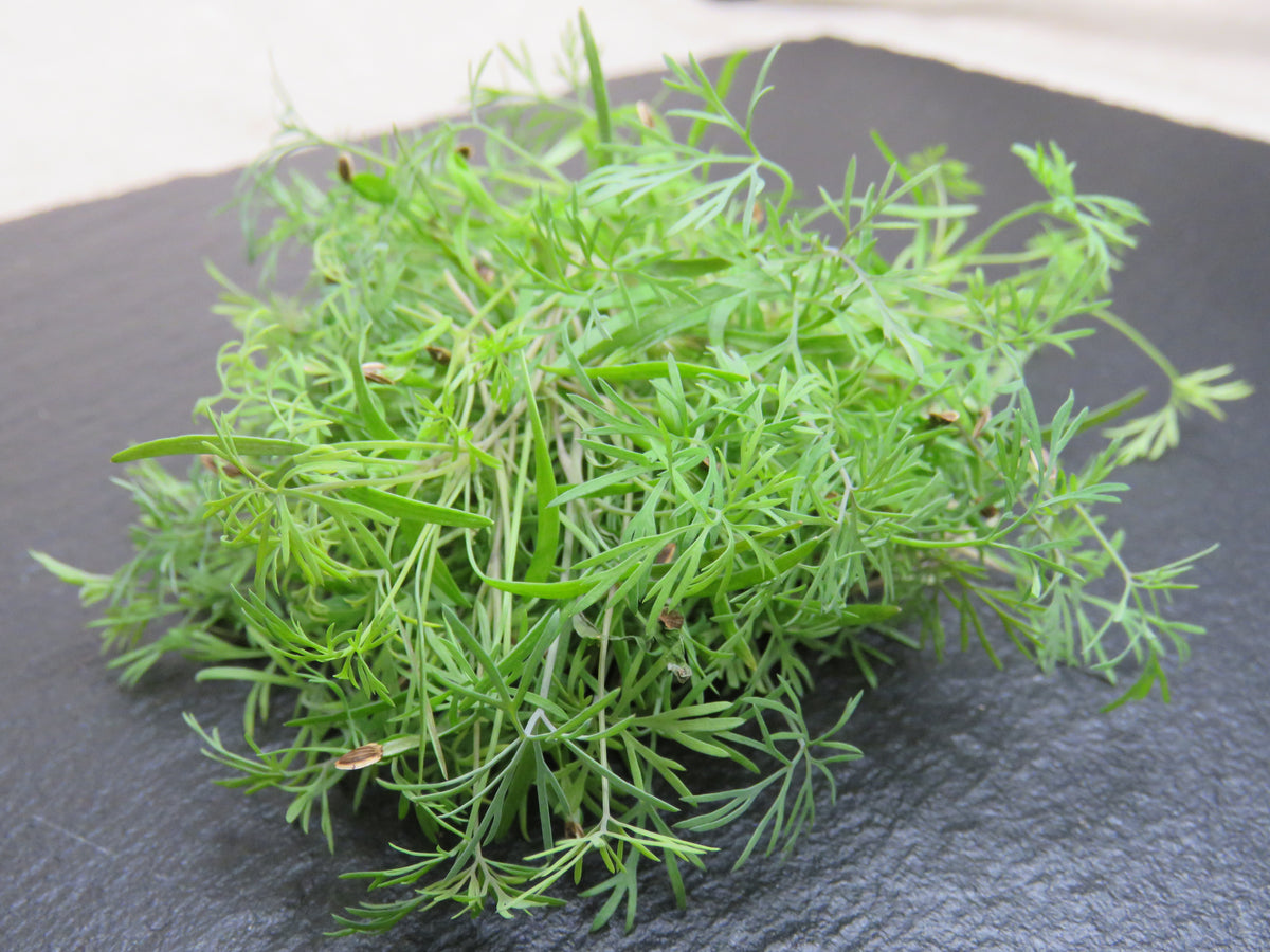 Dill
