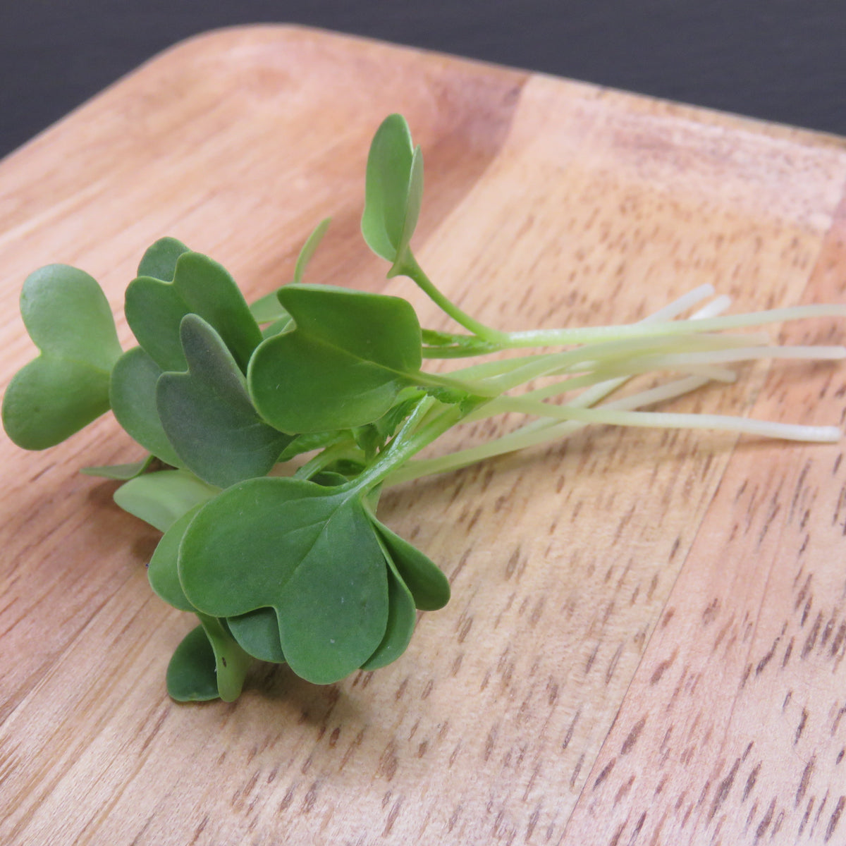 Radish - Daikon