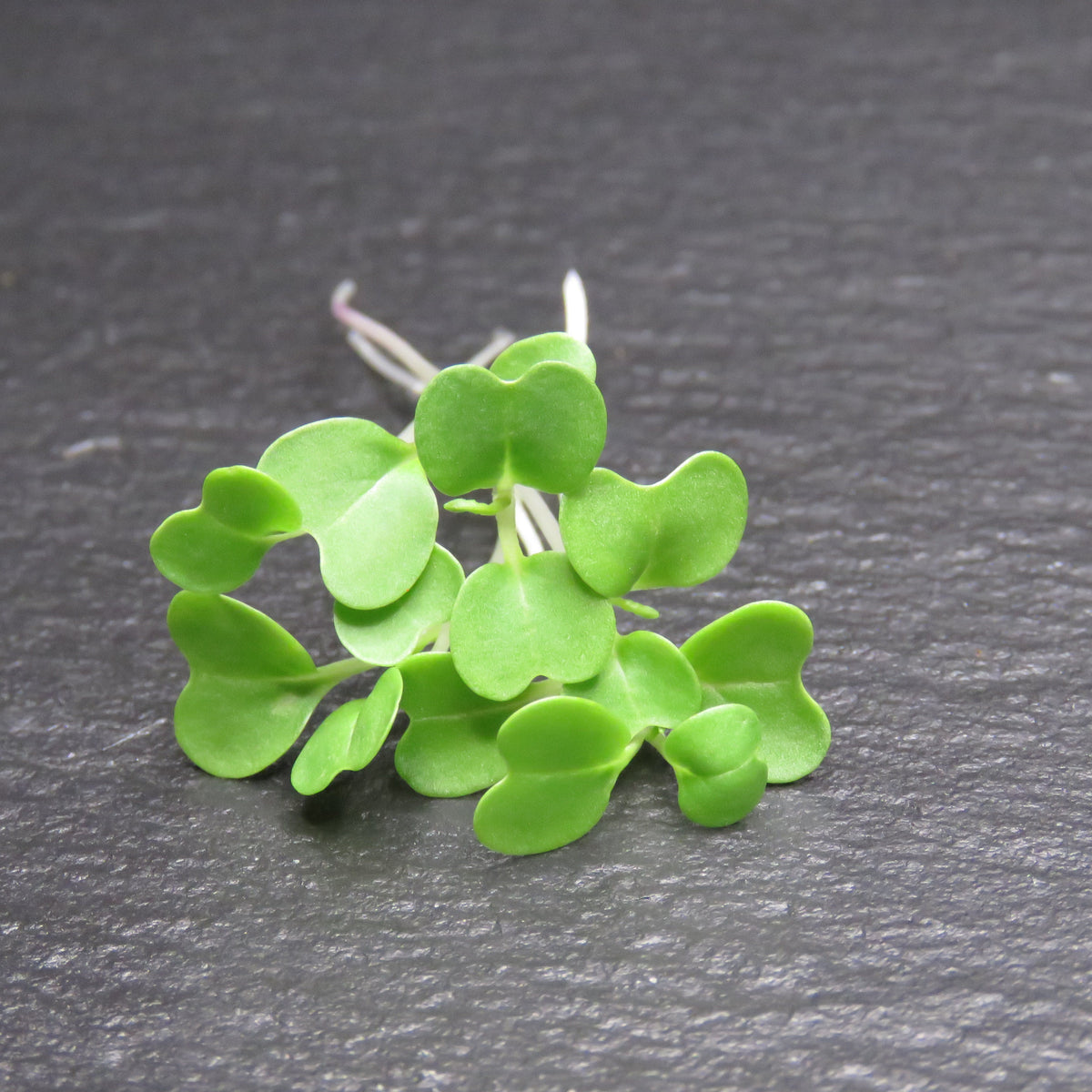 Chef-Ready Micro Wasabi Mustard
