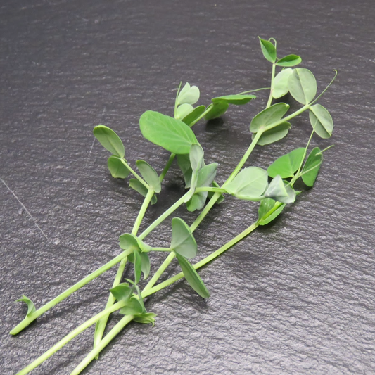 Pea Shoots - Dwarf Grey Sugar