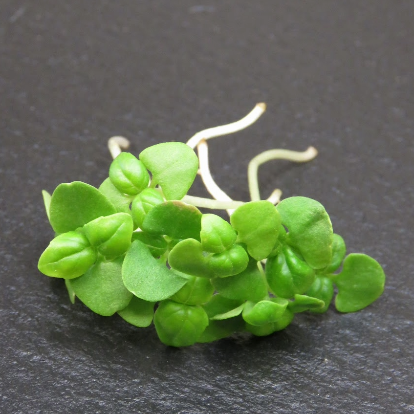 Basil, Genovese