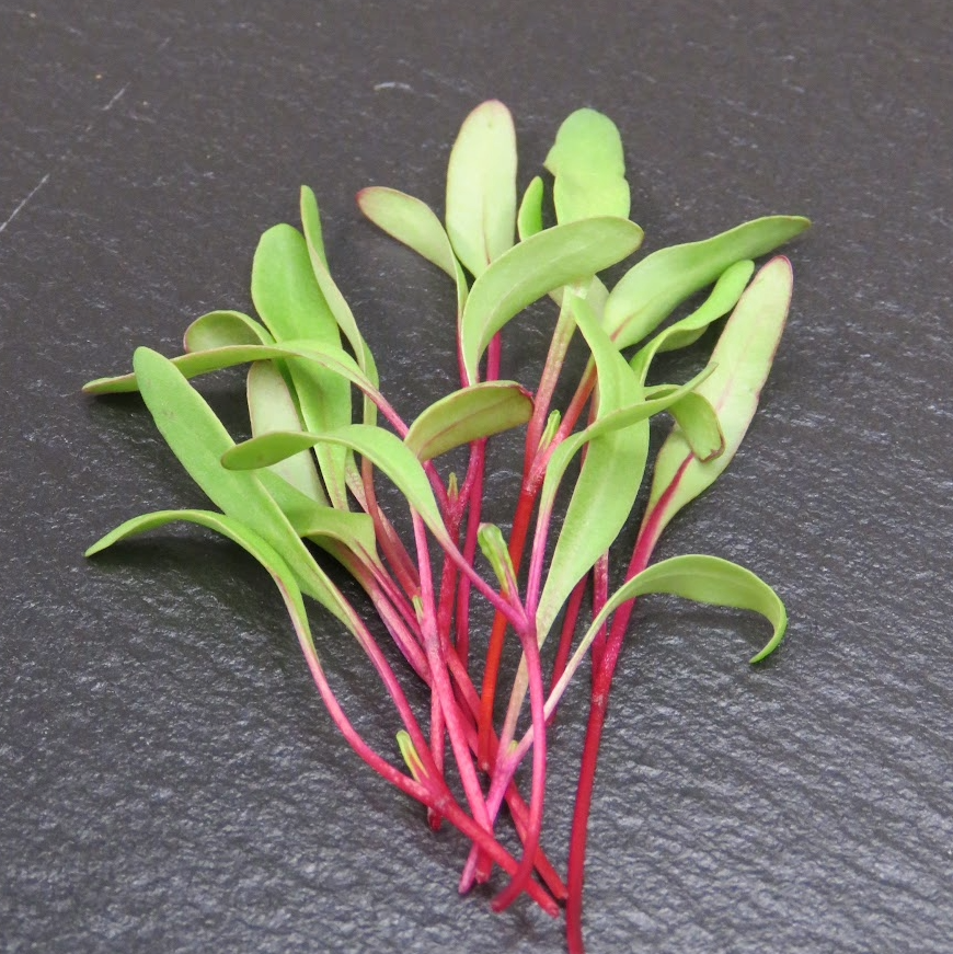 Beet, Early Wonder