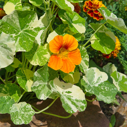 Nasturtium - Alaska Gold (variegated)